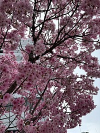 桜