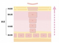 表皮