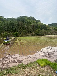 田植え